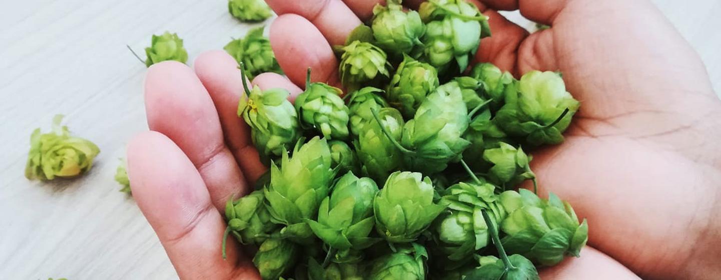 AfriLeap produces and supplies hydroponically grown quality hop cones, empowering local smallholder farmers and saving land and water.